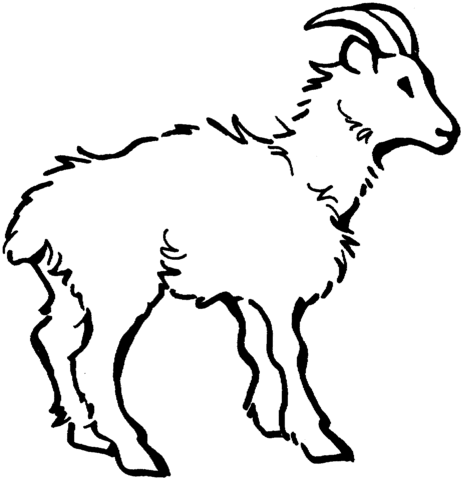 Domestic Goat Coloring Page